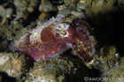 Crinoid Cuttlefish