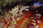 Zebra Crab on Fire Urchin