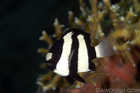 Humbug Dascyllus
