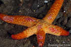 Funky Sea Star