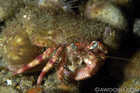 Decorator Crab
