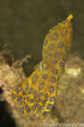 Blue Ring Octopus