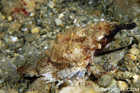 Pegasus Sea Moth