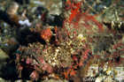 Scorpionfish