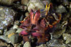 Flambouyant Cuttlefish