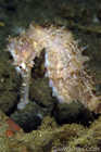 Thorny Sea Horse