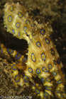 Blue Ring Octopus