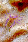 Hairy Squat Lobster