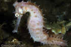 Spiny Sea Horse