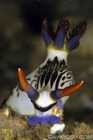 Nembrotha Lineolata Nudibranch