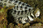 Snowflake Eel
