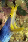 Blue Ribbon Eel (male)