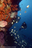 Highlight for Album: Ambon-Banda - Indonesia 2008