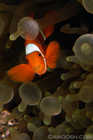Spinecheek Anemonefish (male)