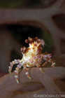 Soft Coral Crab