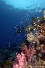 JG on Reef