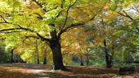 Tiergarten Fall Scene, Berlin