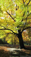 Tiergarten Fall Scene, Berlin