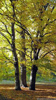 Tiergarten Fall Scene, Berlin