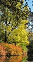 Tiergarten Fall Scene, Berlin