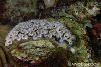 Highlight for Album: Bonaire