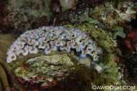 Elysia crispata