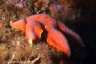 Sea Star