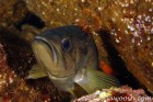 Cleaner Shrimp on Rockfish