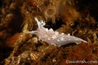 Festive Nudibranch