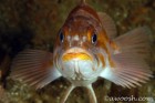 Rockfish