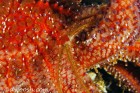 Brittle Star on Sea Star