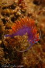 Spanish Shawl