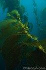 Kelp Forest