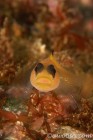 Black Eyed Gobie