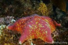 Sea Star