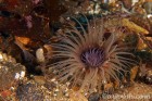 Tube Dwelling Anemone