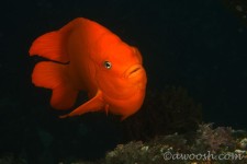 Highlight for Album: California Channel Islands - September 2006