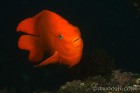 Garibaldi