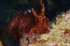 Sea Hare