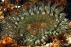 Encrusting Anemone