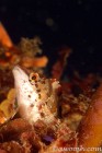 Painted Greenling