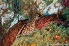 Sea Hare Orgy