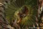 Anemone