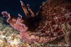 Sea Hare