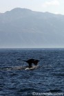 Pair of Humpback
Whale Tail Flukes