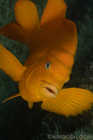 Garibaldi