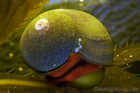 Norris' Top Snail