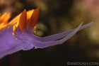 Close up Spanish Shawl