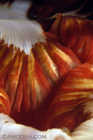 Anemome Mouth