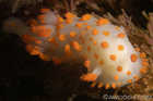 Triopha Catalinae Nudibranch